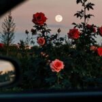 دانلود ریمیکس سورنا و مهیاد و ناجی و مهدیار رز سرخ وحشی