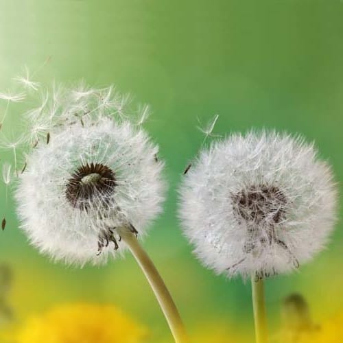دانلود ریمیکس یه روز یه قاصدک تو هوا میزد پرسه