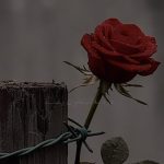 دانلود آهنگ درد به استخون رسید غم به رگ و جونم رسید