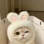 دانلود آهنگ دی بلال دی بلال آخی بلال بلال دختر ترند اینستا