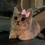 دانلود آهنگ هی میکشم نازشو دست خودم نیست اون نازه چون