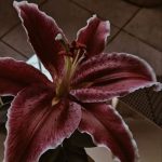 دانلود ریمیکس یهو اومد همیرا صداش اومدی داغونم کنی بی سرو سامونم کنی