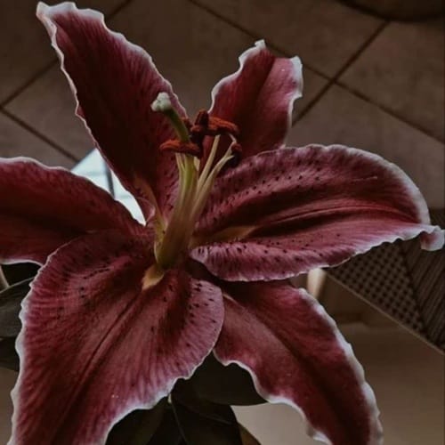 دانلود ریمیکس یهو اومد همیرا صداش اومدی داغونم کنی بی سرو سامونم کنی - آلیس موزیک