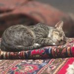 دانلود آهنگ یانگ صادن توبه